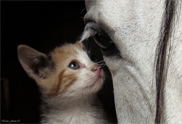 Коты из сети