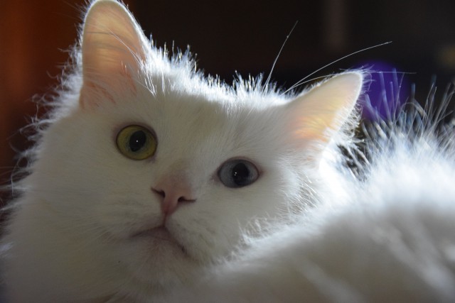 Коты и Кошки