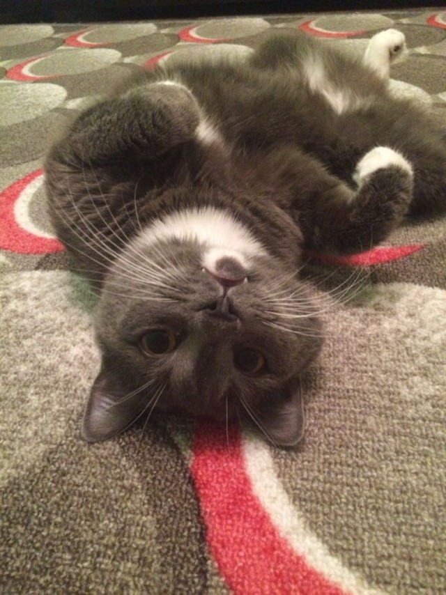 Коты и Кошки