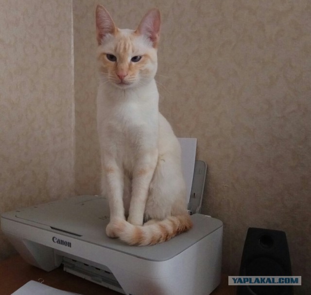 Котовторник 25.04.2017