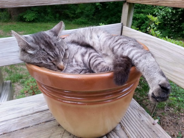 Коты и Кошки