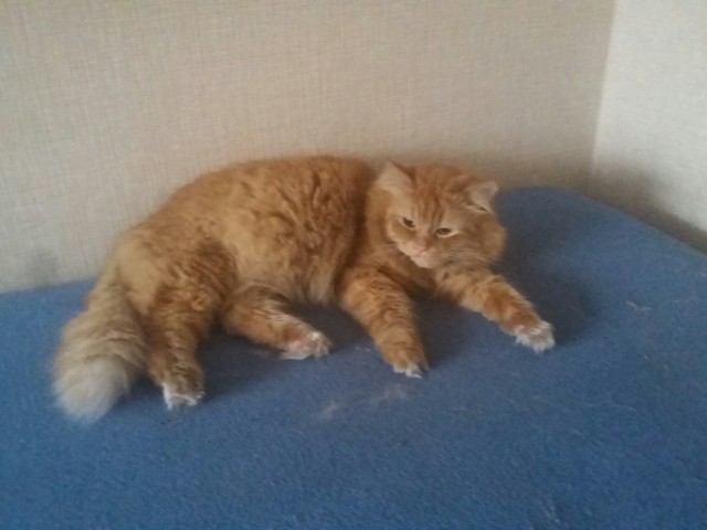 Коты и Кошки
