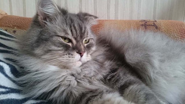 Котовторник 29.08.2017