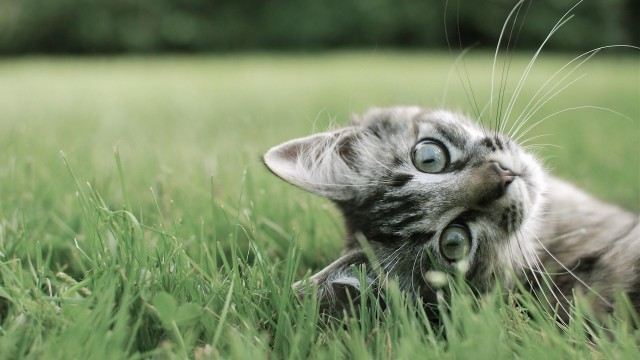 Коты и Кошки