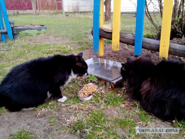 "Котовторник 26.09.2017"