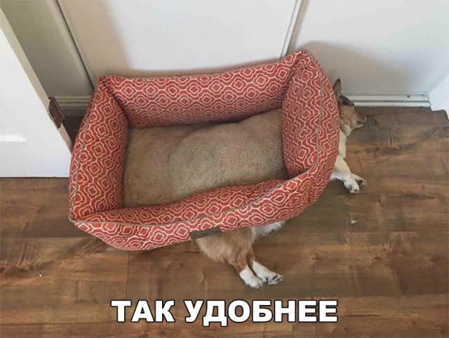 Подборка забавных животных