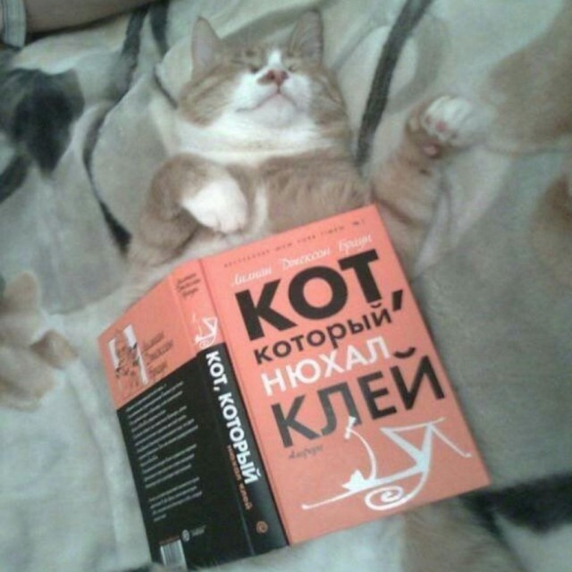 Прикольных котов пост