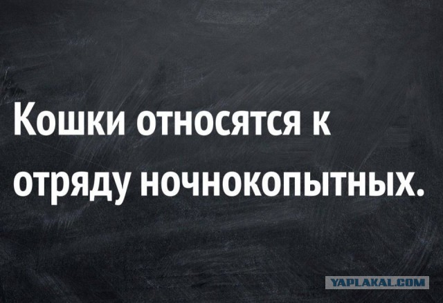 Сборная солянка из смешных картинок на субботу