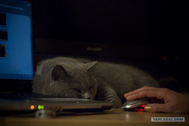 Котовторник на ЯПлакалъ (15.07.2008)