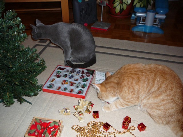 Новогодний КОТОВТОРНИК!