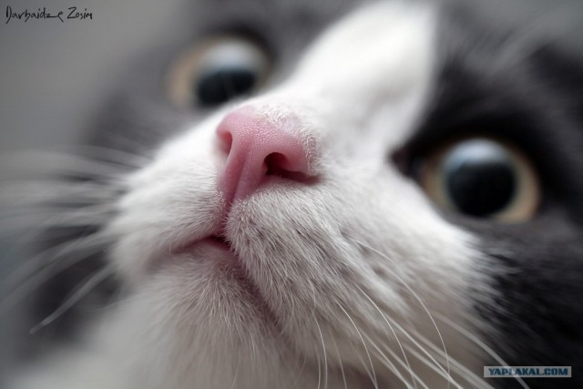 Забыли котовторник? А вот он!