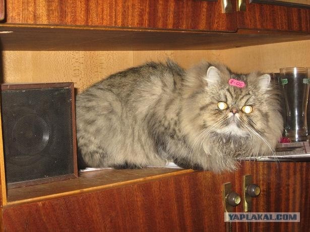 Про наших кошек в комиксах