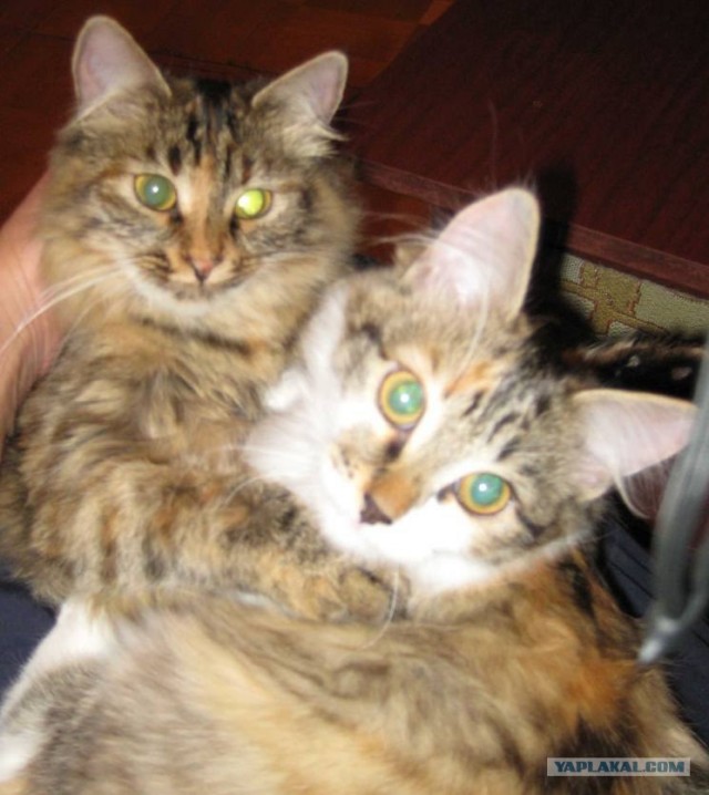 Сердечные коты