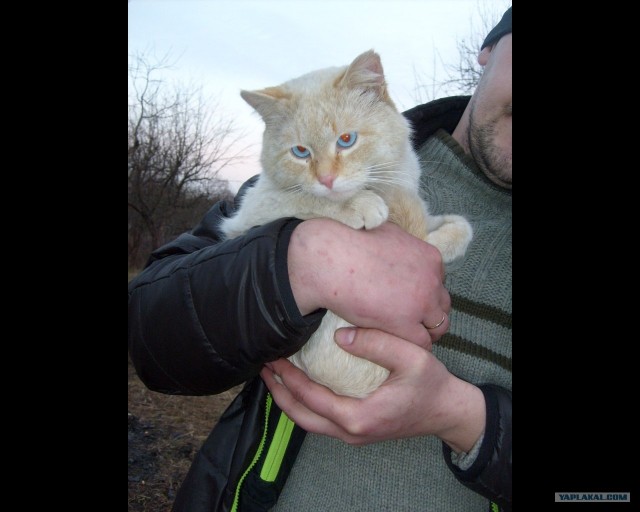Котовторник стартует