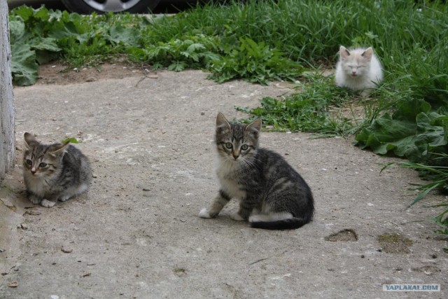 Начинаем котовторник!