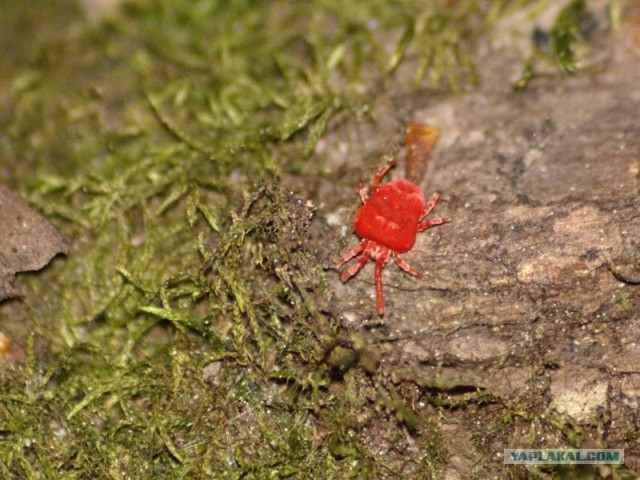 Маленькие красные жуки