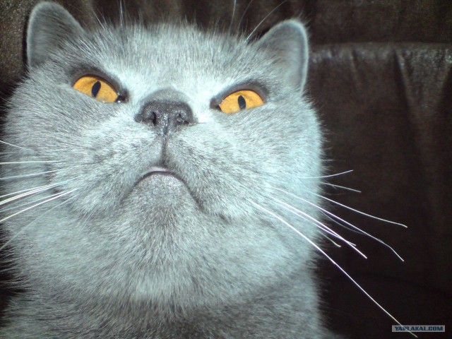 Котовторник!