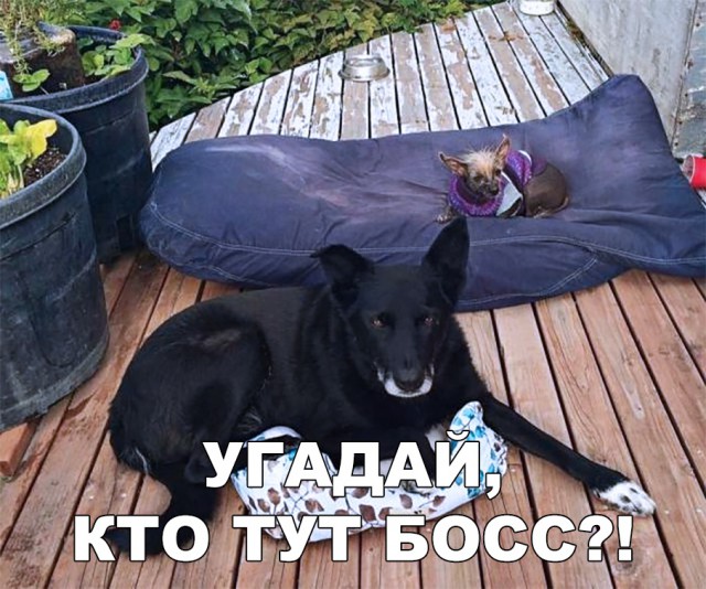 Нестандартный юмор