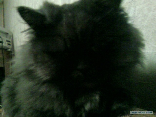 Котовторник 27.03.2012