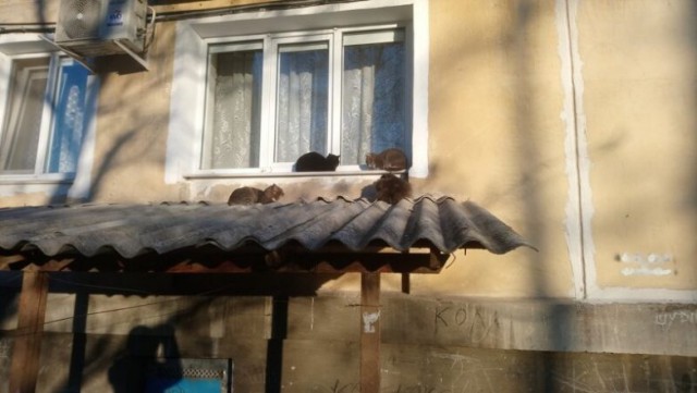 Вся красота уличных котов