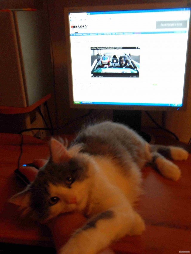 Котовторник 29.01.2013