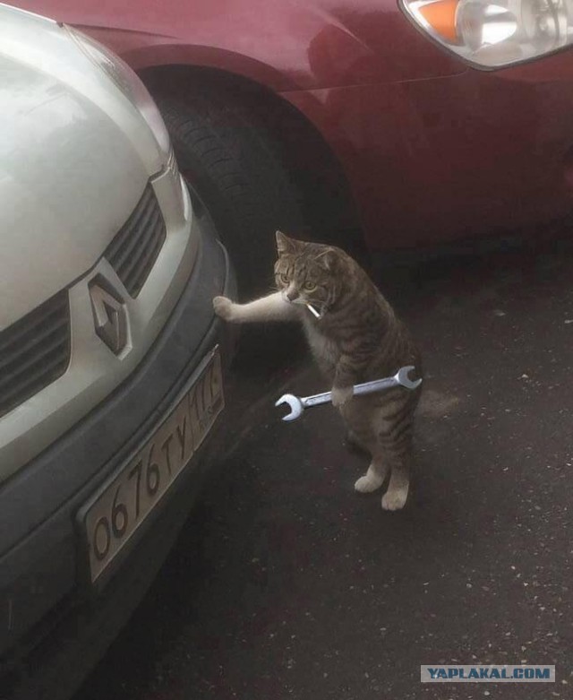 Куда девать содержимое кошачьего лотка ?