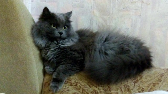 Мы маленькие котики, нам хочется гулять!