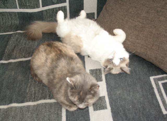 Кошки отдыхают