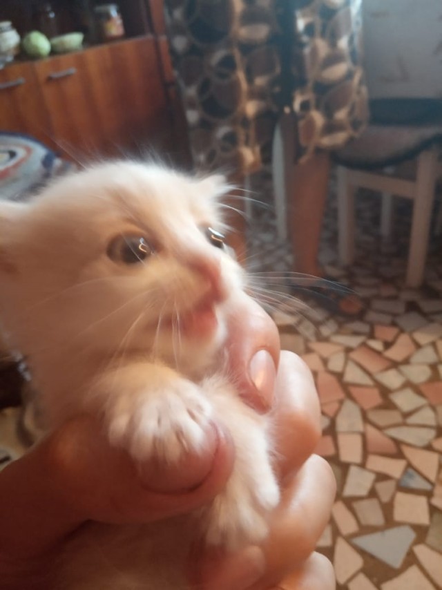 Забавные фото котеек