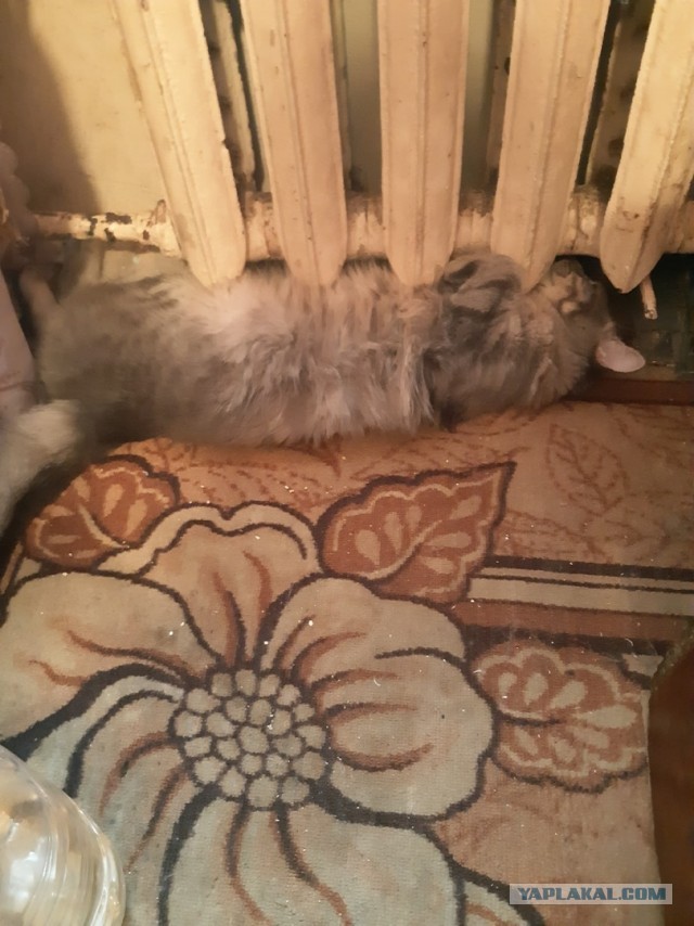 Что значит поза, в которой спит твоя кошка