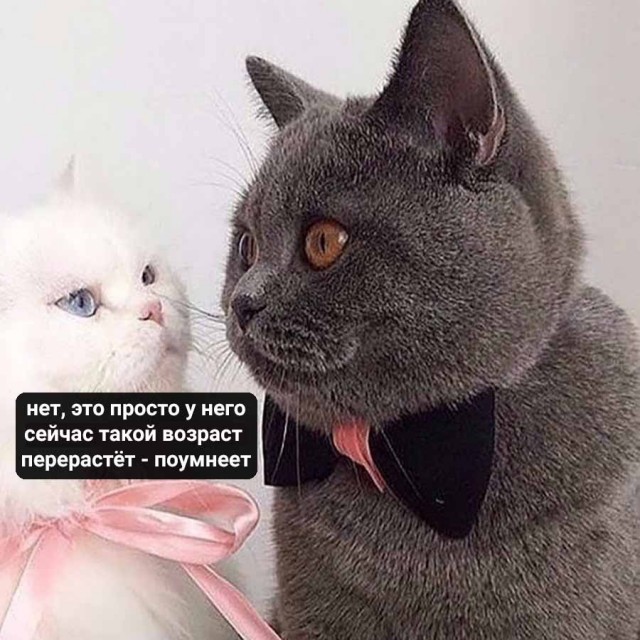 Котики