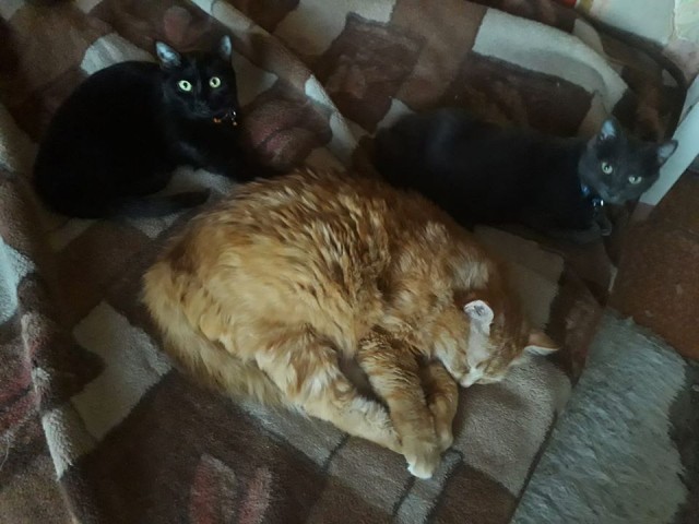 Котики. Было - стало