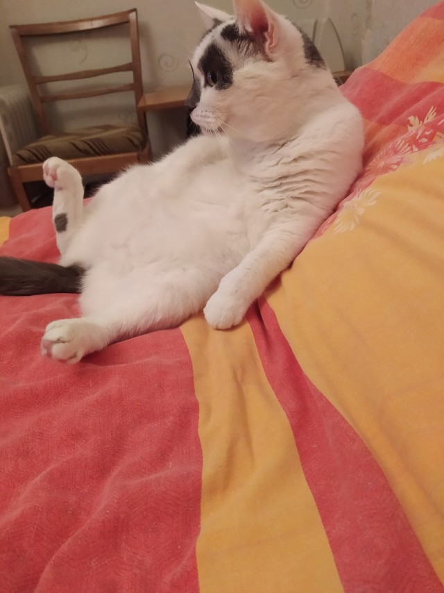 Котовторник.