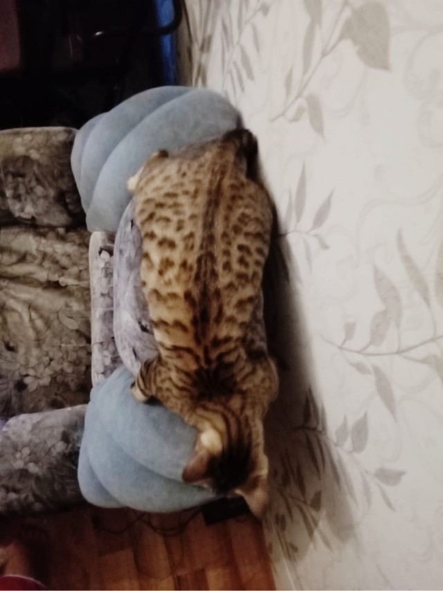 Моя красотка