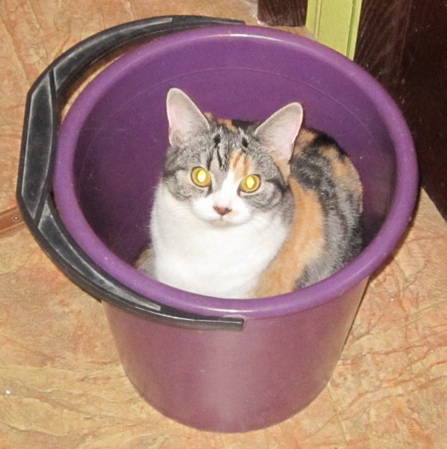 Моя красотка