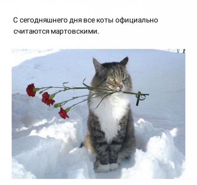 Всех кошатников с Праздником!