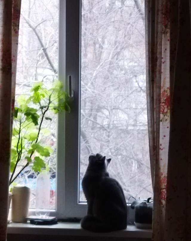 Котовторник!