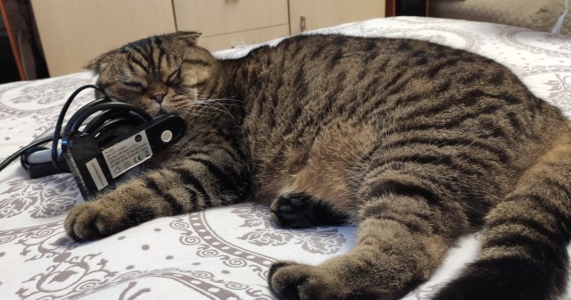 Даешь котовторник!