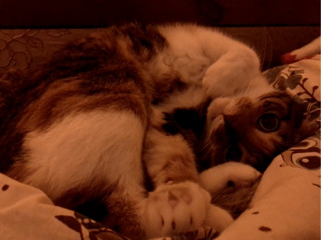 Котовторник