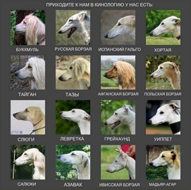 Породы собак, которые так похожи друг на друга