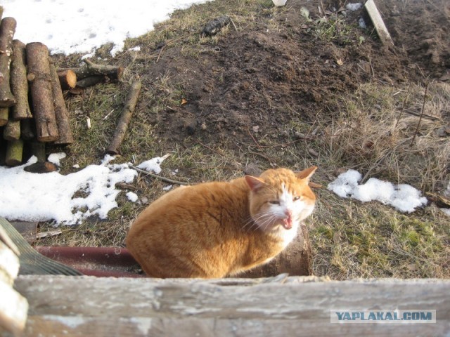 В Петербурге ищут хозяев пандемическому Куар-коту