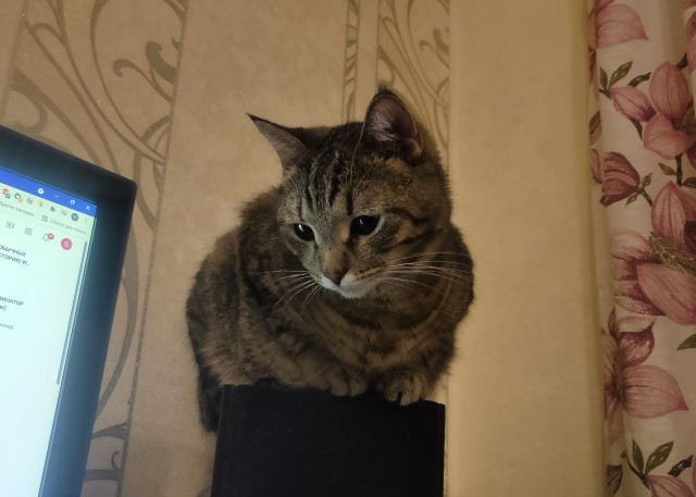 Котовторнику быть