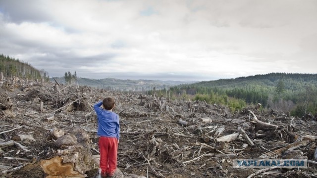 В Минприроды хотят ликвидировать 20 заповедников и сократить десятки сотрудников