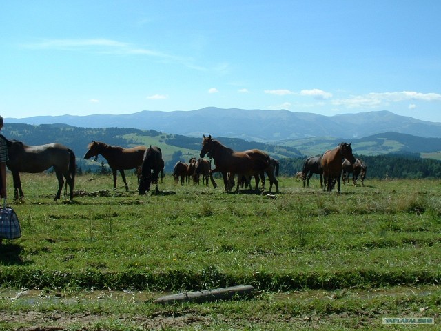 Карпаты, Закарпатье.