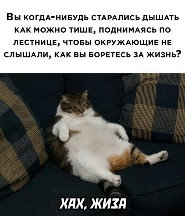 Человек собаке друг и другие картинки и мемы  под настроение