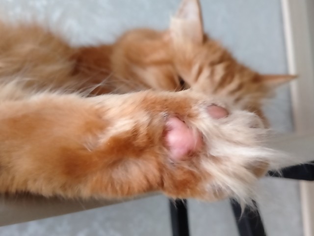 Господа и дамы ЯПа! Котовторник у нас начался! Отойдите от политоты и давайте котиков побольше!