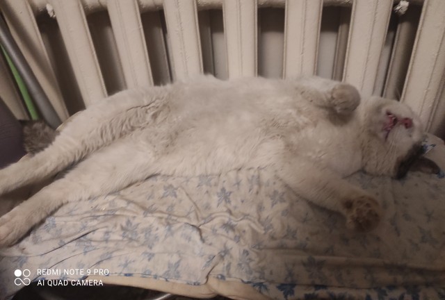 А что это мы котовторник не начинаем? Время пришло!