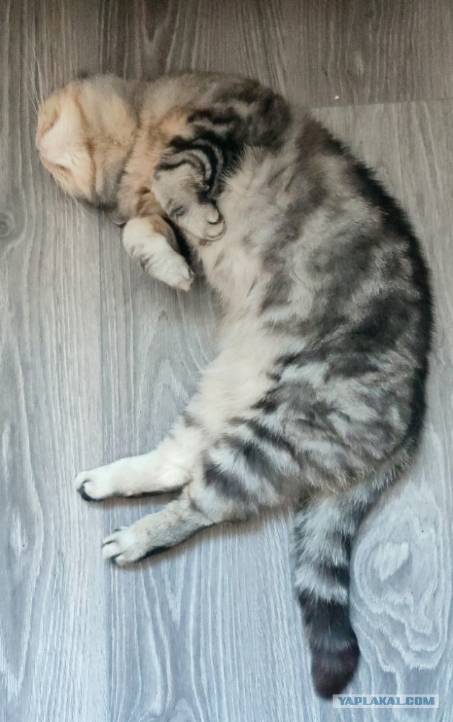 кошка Муся  ищет дом в Москве