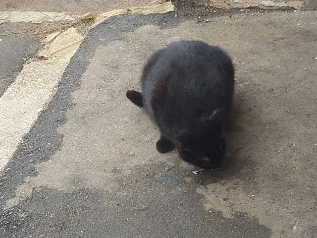 Котовторник ведь начался!