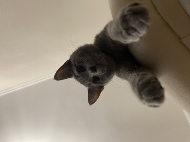 Котёнок тренируется бороться